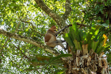 Long-nosed monkey in a tree in the Bako National Park, which is home to approximately 150 endangered proboscis monkeys which are endemic to Borneo