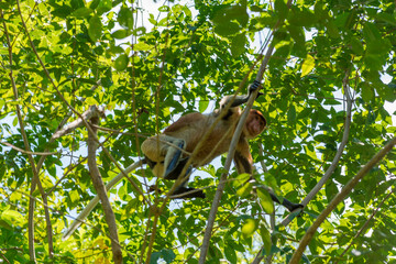 Long-nosed monkey in a tree in the Bako National Park, which is home to approximately 150...