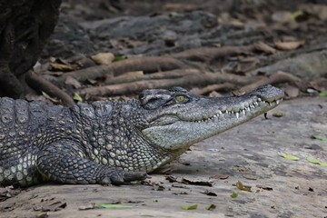 Close up crocodile is rest in garden