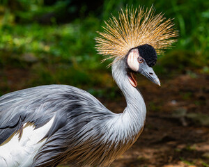 A portrait of a black crowned crane.