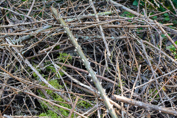 Thorns scrub waste