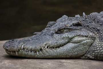Close up crocodile is sleep and rest in garden
