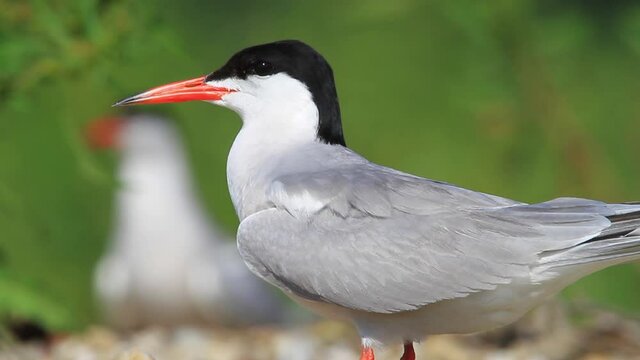 The common tern in the nest on the gravel bar island of the Drava River