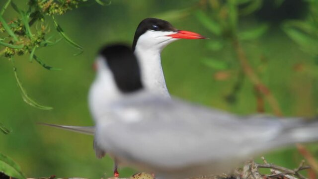 The common tern in the nest on the gravel bar island of the Drava River