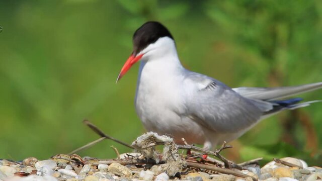 The common tern in the nest on the gravel bar island of the Drava River