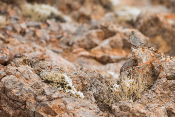 Great Rosefinch, Carpodacus rubicilla ssp. diabolicus
