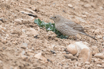 Great Rosefinch, Carpodacus rubicilla ssp. diabolicus
