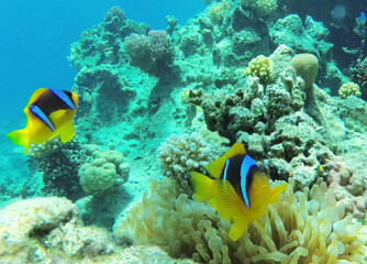 Fototapeta na wymiar fish and coral reef