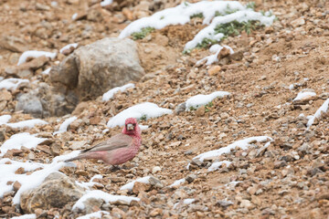 Great Rosefinch - Berggimpel - Carpodacus rubicilla diabolicus, Tajikistan, adult male