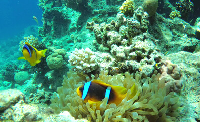 Plakat fish and coral reef
