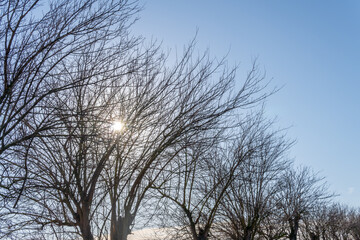 Silhouettes of winter trees on a sunny day