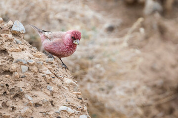Great Rosefinch - Berggimpel - Carpodacus rubicilla diabolicus, Tajikistan, adult male perched on a rock