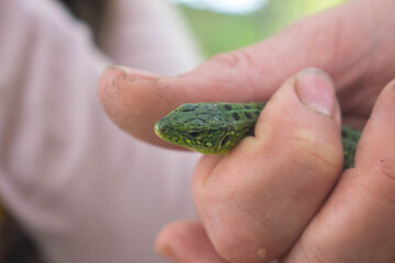 The lizard is green. Lizard in the hands of a man. The dragon is small. Lizard in nature. The man is catching a lizard.