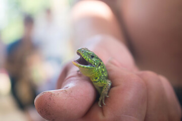 The lizard is green. Lizard in the hands of a man. The lizard opened its mouth. The dragon is small. Lizard in nature. The man is catching a lizard.