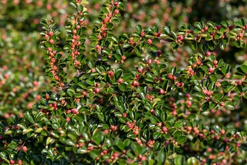The branches of the Cotoneaster horizontalis, which bloom profusely with pink small flowers and glossy leaves