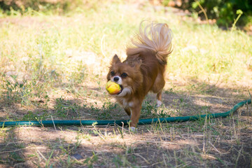 Chihuahua redhead. Dog in the country. Puppy in nature. Garden and dog.