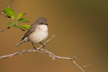 Hume's Whitethroat, Sylvia althaea