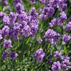 beautiful blooming purple lavender closeup