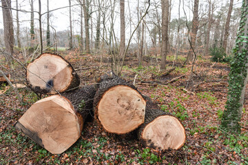 bois foret couper scierie bucheron chêne planche job nature environnement 