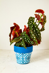 Begonia maculata. Plant in blue pot. White background.