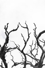 Tree branches in the changing seasons