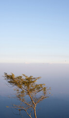 A tree that grows naturally and changes with the seasons