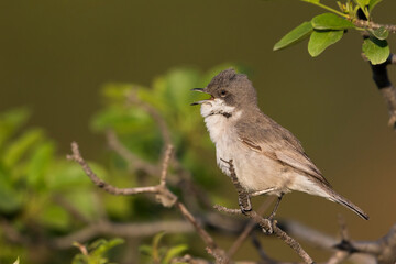 Hume's Whitethroat, Sylvia althaea