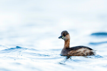 Little Grebe, Tachybaptus ruficollis ruficollis