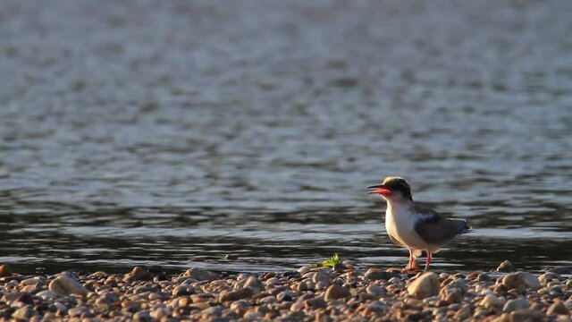 The common tern in the nest on the gravel bar island of the Drava River