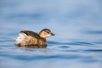 Little Grebe, Tachybaptus ruficollis ruficollis
