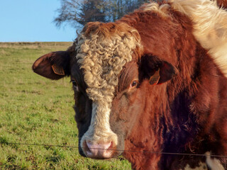 head of a red holstein bull, close up