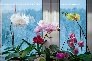 Moth Orchids blooming on window sill in winter. Use of artificial light in houseplant care