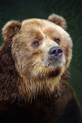 Fototapeta premium brown bear closeup portrait