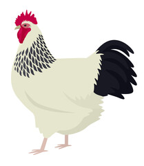Light Sussex rooster Breed of chickens Vector illustration Isolated object