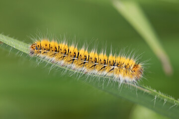 oak eggar catterpillar eating plant. close up yellow catterpillar. details in nature. nature background