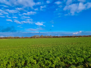 Panorama view of an agricultural field with plants and blue cumulus clouds sky.