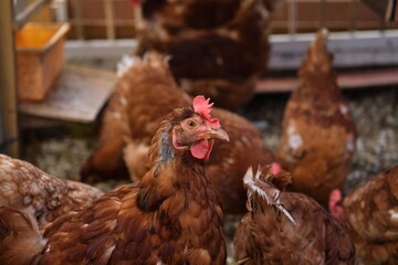 Portrait of a domestic hen's head at home in the village