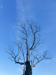 tree in the sky