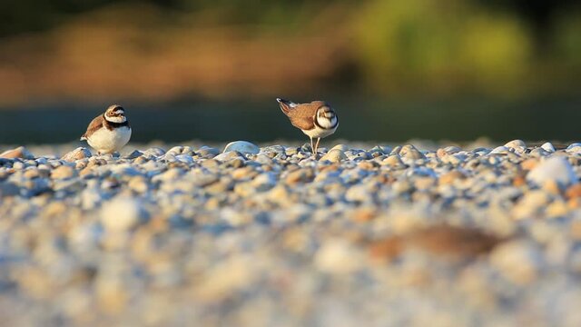 The little ringed plover on a gravel bar from the Drava River