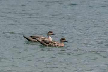 The South American crested duck (Lophonetta specularioides)