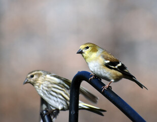 Goldfinch and Pine Siskin perching together