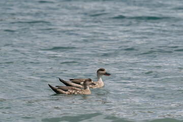 The South American crested duck (Lophonetta specularioides)