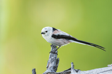 Long-tailed Tit, Aegithalos caudatus caudatus
