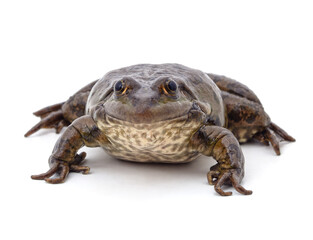 One brown frog.