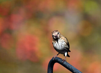 Female Purple Finch perched with Fall leaves in the background