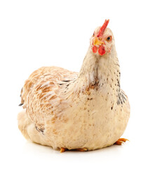 Big white hen.