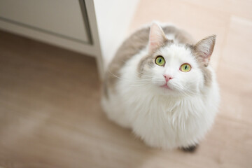 家のフローリングの上に座っている白猫が見上げている