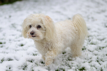 Cute little long-haired white Havanese mix dog