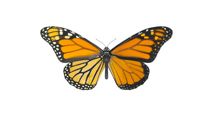 Macro shot of big monarch butterfly. Top view of natural yellow butterfly isolated on white background with Clipping path. 3D Rendering