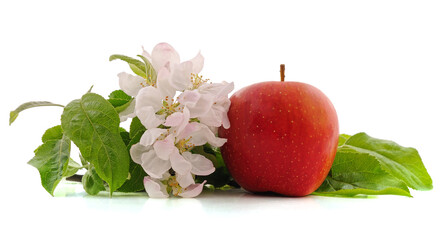 Flower of apple and apple.